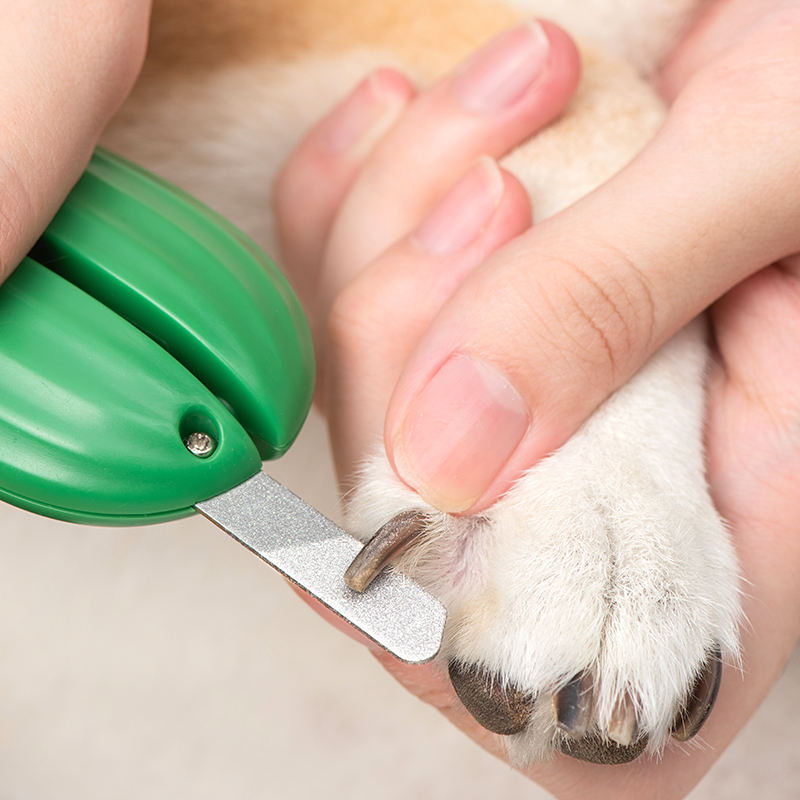 New Design Cactus Sharp Led Light Pet Nail Clippers