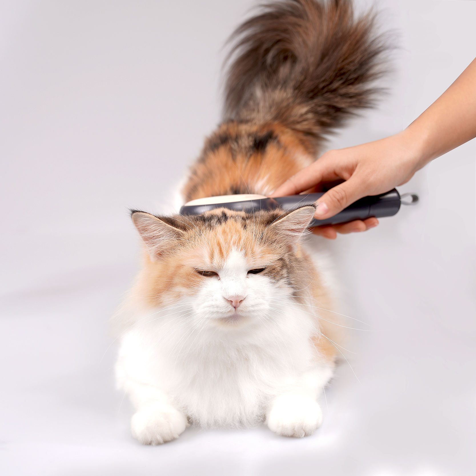 Wholesale Custom 2 In 1 Pet Deshedding Brush With Cat Comb