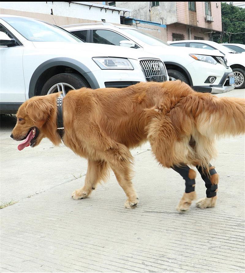 High Quality New Style Hock Joint Wrap Neoprene Leg Protector Dog Leg Brace