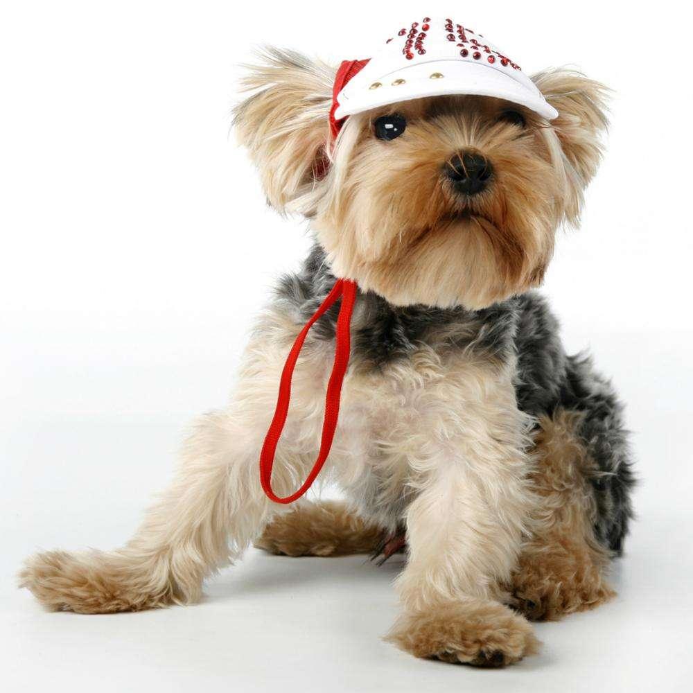 Wholesale Top Quality Cozy Lovely Hats For Small Dogs