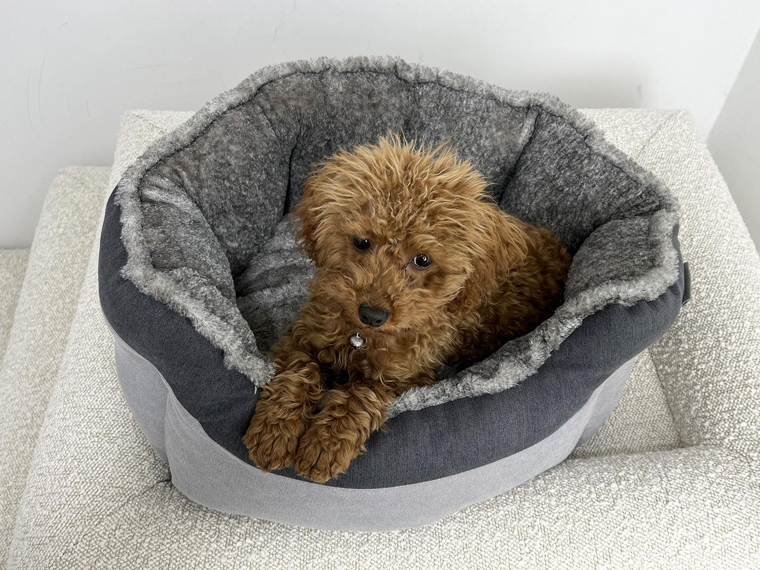 pet Pet Luxury Custom Shape Sleeping Cat Dog Beds For Pets