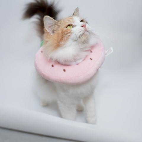 Fashion Pet Dog Elizabeth Collar Cute Recovery Healing Protective Cat E-collar