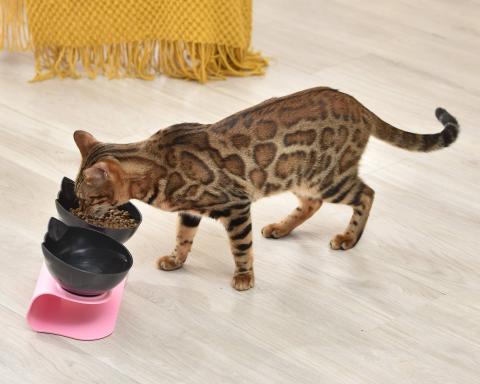 Double Bowl Pet Feeder Non-slip Transparent Bowls Pet Food Bowls For Cats And Small Dogs Pet Supplies