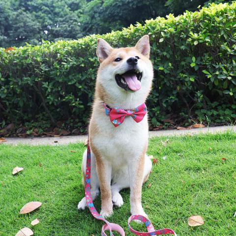 Professional Manufacturer Supplier Designers Adjustable Pet Dog Bow Collar Tie With Bow Tie For Dogs